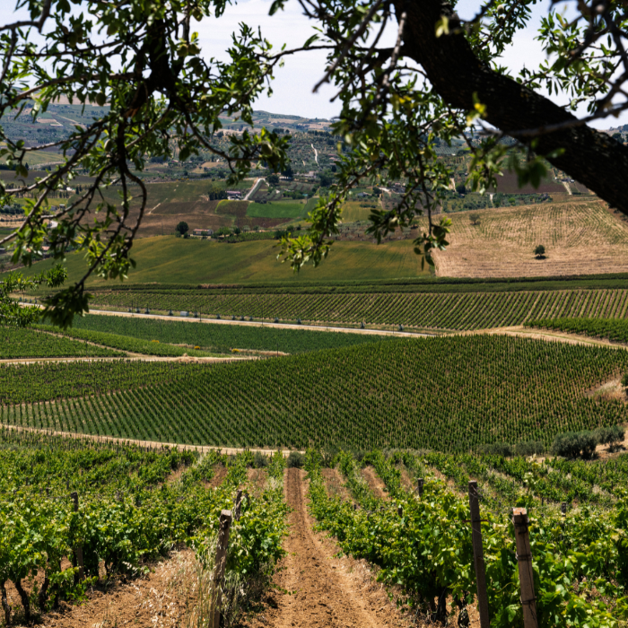 Regaleali Bianco, Sizilien, Italien