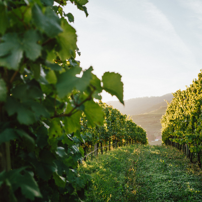 2019 Grüner Veltliner Honivogl Smaragd, Wachau, Österreich