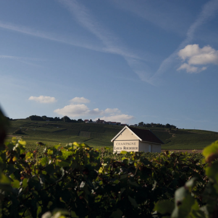 13.03.25 I Champagnerabend mit Louis Roederer