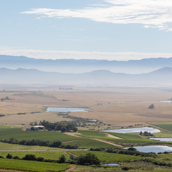 Chenin Blanc, Swartland, Südafrika