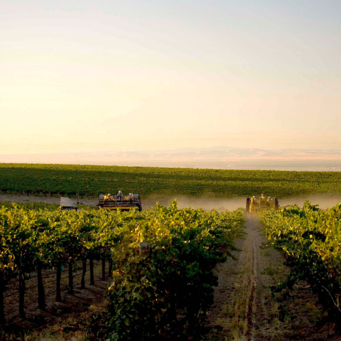 Syrah Two Vines, Washington State, USA