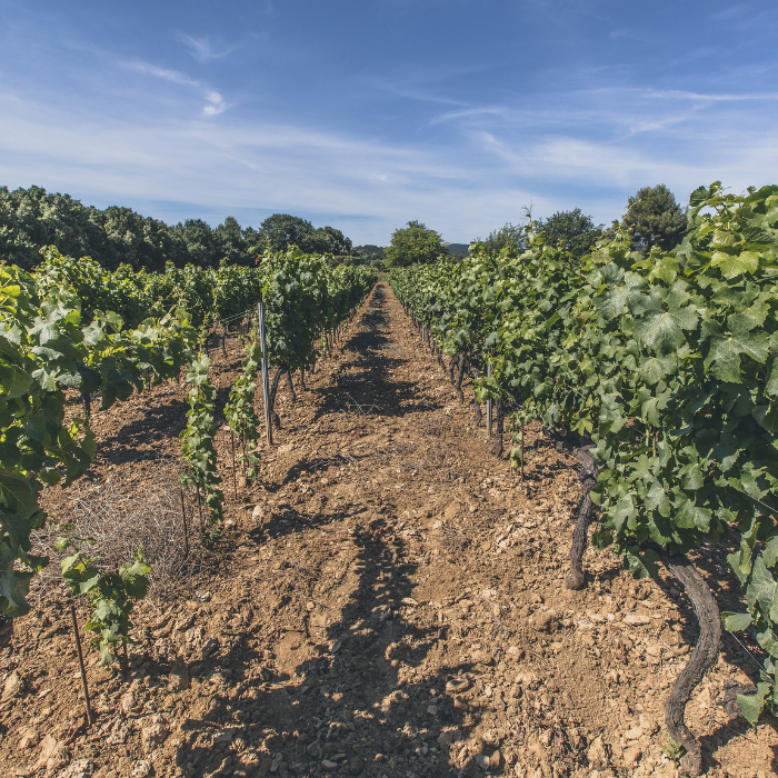 2023 Château Romassan Bandol Rosé, Provence, Frankreich