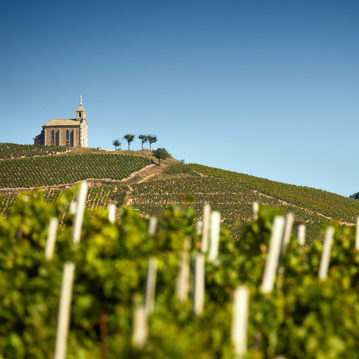 2021 Beaune Clos des Mouches Blanc 1er Cru, Burgund, Frankreich