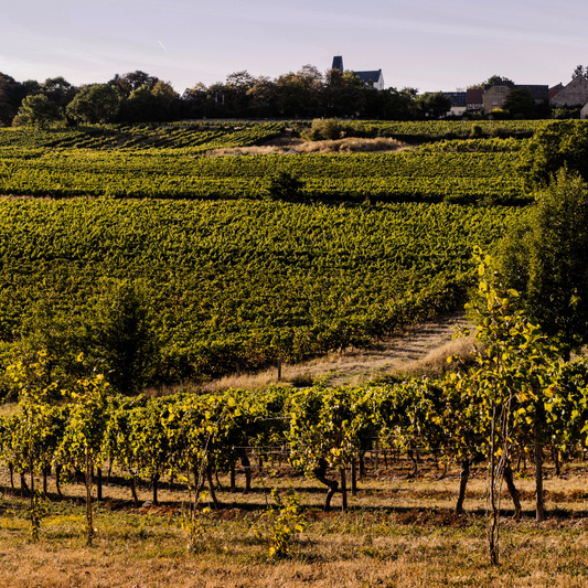 2022 Bio Spätburgunder Kreuz GG, Rheinhessen, Deutschland