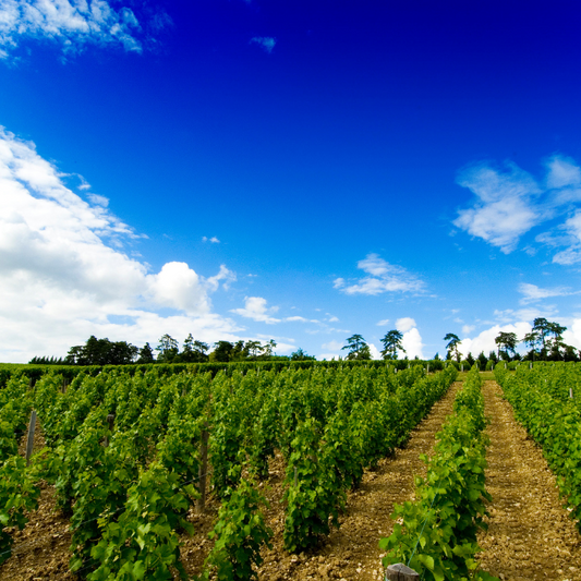 2022 Sancerre Comte Lafond Grande Cuvée, Loire, Frankreich