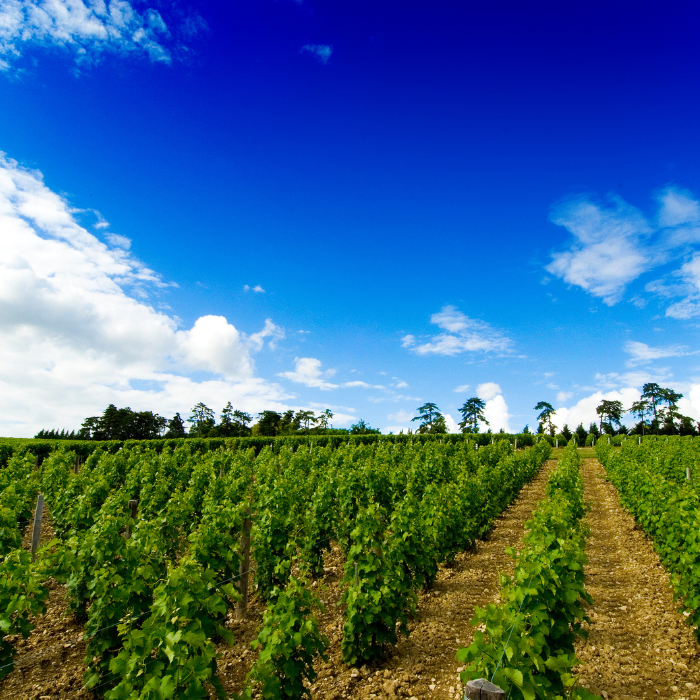 2022 Sancerre Comte Lafond Grande Cuvée, Loire, Frankreich