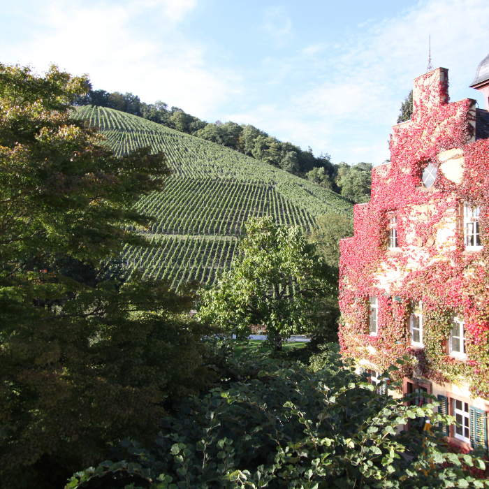 Schloss Riesling, Mosel, Deutschland